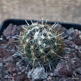 D3402 CORYPHANTHA RUNYONII V. ALPINA pot10-H5-W5 cm MaMa Cactus Green Plant