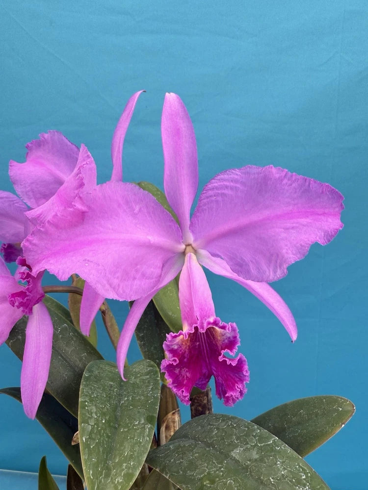 Orchid plant with vivid purple-pink Cattleya-style flowers and green leaves in a pot