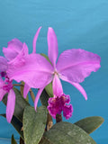 Cattleya Princess (lueddemanniana X trianae) Rubra BS Orchid Eros Hybrid 7Ó Pot Orchids