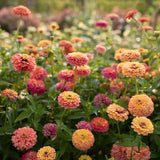 100+ Unicorn Mix Zinnia Seeds for Garden Planting - USA - FREE SHIPPING! Garden Plants