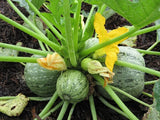 20+ Round Zucchini Summer Squash Seeds(Cucurbita pepo) Vegetable Fresh USA Garden Plants