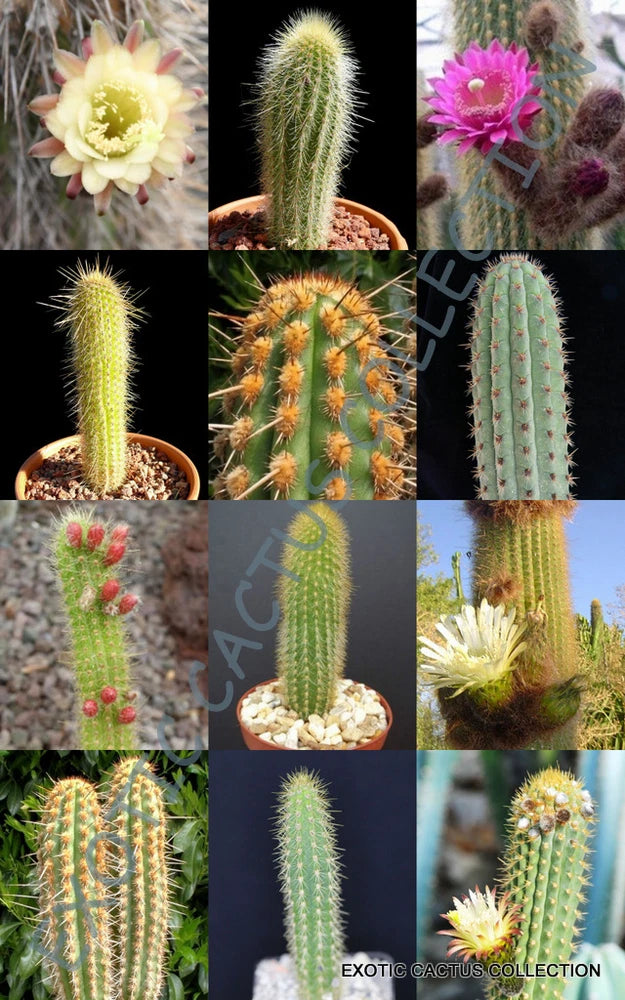 WEBERBAUEROCEREUS MIX, rare cactus garden OJO night cacti exotic desert 20 seeds Garden Plants