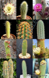 WEBERBAUEROCEREUS MIX, rare cactus garden OJO night cacti exotic desert 20 seeds Garden Plants