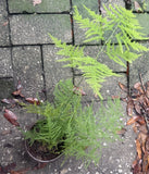 Asparagus Fern Ð Easy Care Houseplant Ð Fresh & Healthy Flowering Plants