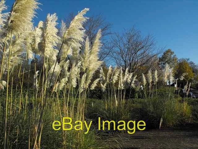 Photo 6x4 Pampas grass at the Hilton  c2010 Pampas Grass