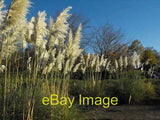Photo 6x4 Pampas grass at the Hilton  c2010 Pampas Grass