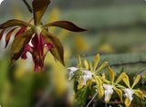 Orchid live Encyclia phoenicia var. tipo x alba - bare root Orchids