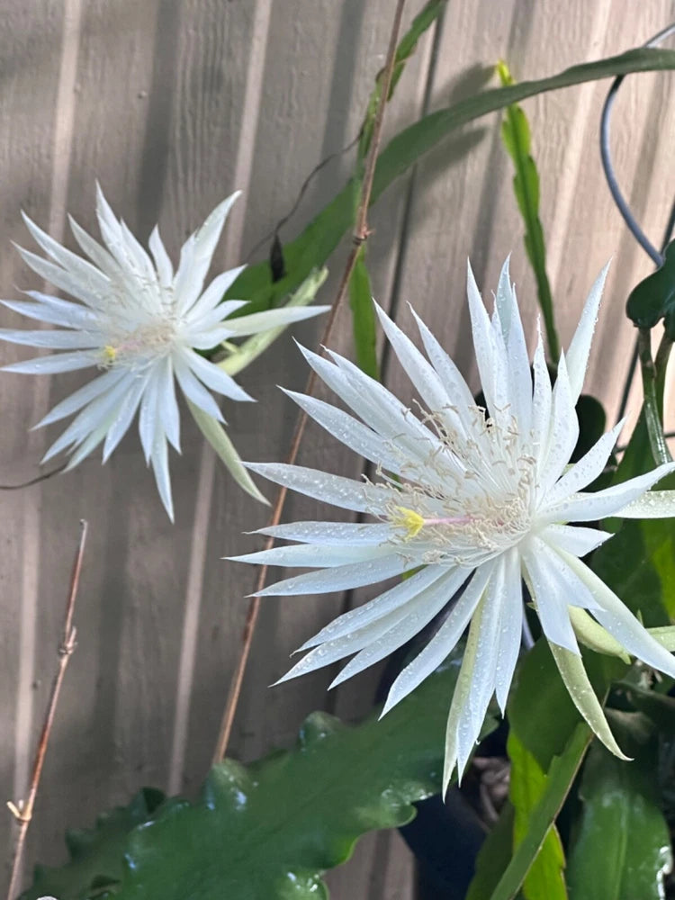 White night-blooming orchid cactus flower cutting with two star-shaped white blooms
