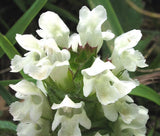 PRUNELLA SELF HEAL WHITE Prunella Grandiflora Alba - 125 Bulk Seeds Garden Plants