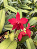 Slc Virginia ÔDiamond orchidsÕ AM x Sc Beaufort ÔHardsford Elwood 4NÕ AM 4Ó Pot Orchids