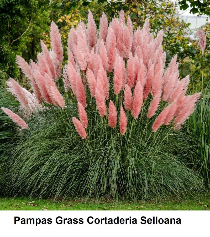 Seed PAMPAS GRASS PINK Cortaderia Selloana RARE SEEDS ROSEA ORNAMENTAL Perennial Pampas Grass