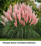 Seed PAMPAS GRASS PINK Cortaderia Selloana RARE SEEDS ROSEA ORNAMENTAL Perennial Pampas Grass