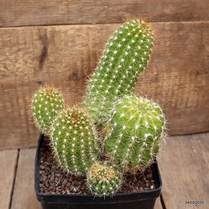 Variegated cactus plant in black plastic pot, multi-segment green stems with white spines