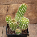 A6997 CEREUS SP. VARIEGATED pot14-H20-W19 cm MaMa Cactus Green Plant