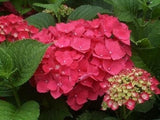 Live hydrangea macrophylla 'Masja' with dark pink to red flowers Hydrangea