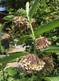 50 + ORGANIC Common Milkweed seeds ** Monarch host plant ** FREE S/H Flowering Plants