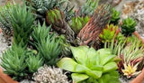 30Pcs Mixed Succulent HAWORTHIA Duval Home Plant Seeds(#bby1) Orchids