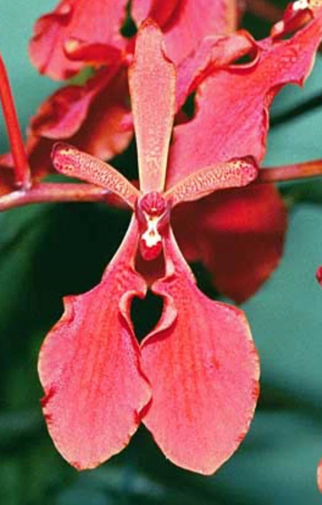 Red and pink orchid bloom with layered petals and central column, close-up