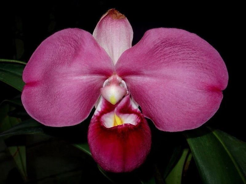 Purple-pink orchid flower with fringed lip and green leaves