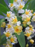 Onc_TWINKLE_Fragrant Fantasy Miniature orchid, NOT in bloom/bud when shipped Orchids