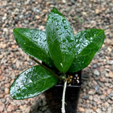 Hoya Sp Sumbawa Jungle Plant Green Plant