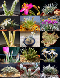 RARE AVONIA MIX variety exotic flowering succulent cactus plant seed - 15 SEEDS Flowering Plants