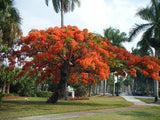 Delonix Regia Canopy Tree 200 Seeds, Garden Red Royal Flowering Poinciana Flowering Plants