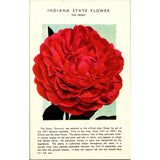 Indiana State Flower The Peony Indianapolis IN Vintage Postcard SPH26 Peony