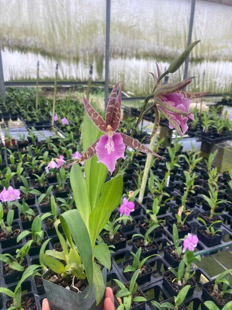 Miltassia Charles M. Fitch ÔIzumiÕ Live Orchid Plant Free Shipping From Hawaii Orchids