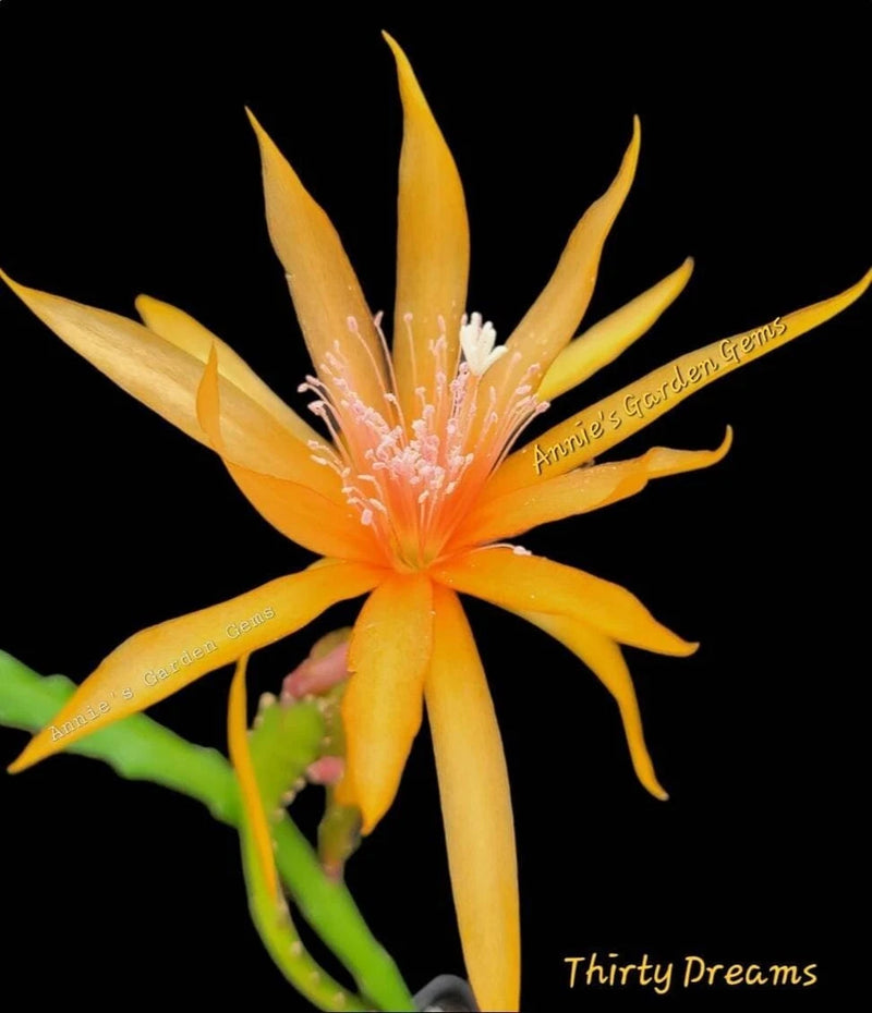 Orange orchid cactus bloom in pot, long pointed petals and green stems