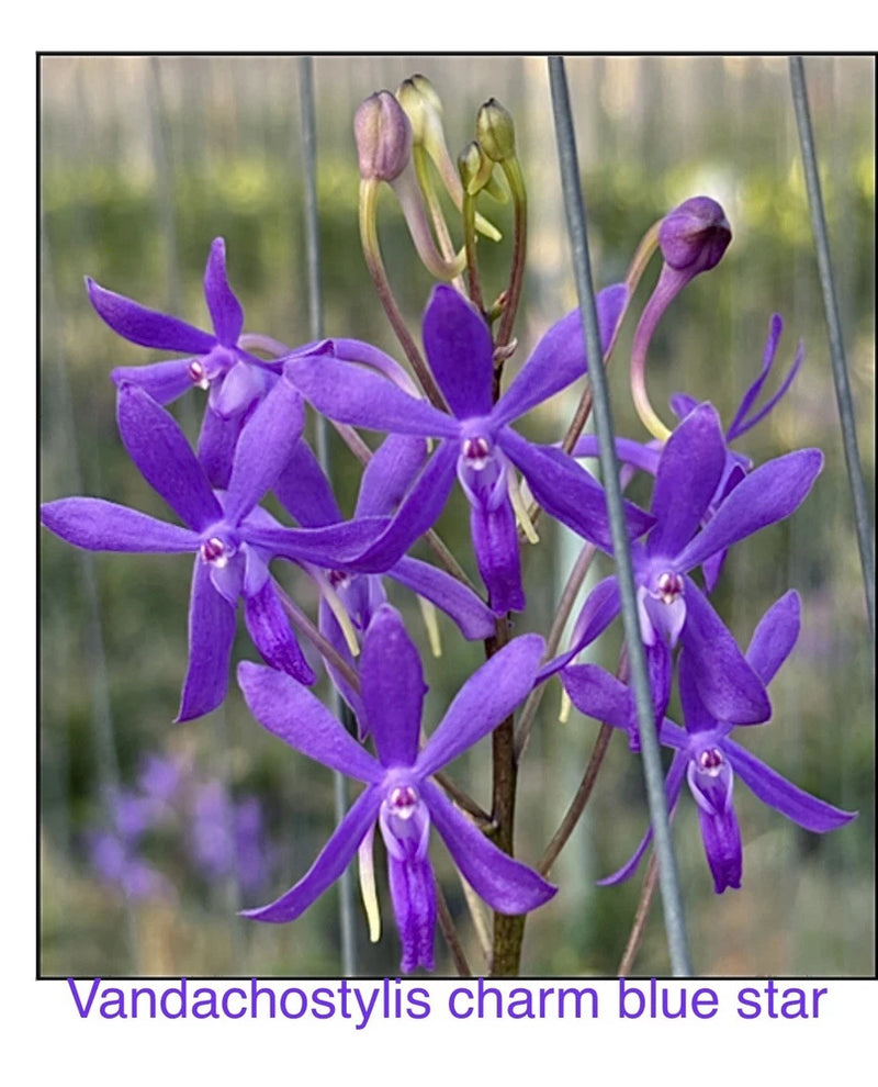 Purple star-shaped orchid cluster with buds on slender stems
