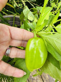 Habanero Plant Orchids