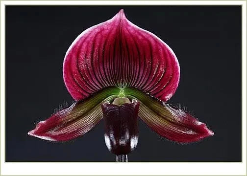 Dark magenta orchid flower with velvety petals and curled lower lip