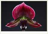 Dark magenta orchid flower with velvety petals and curled lower lip