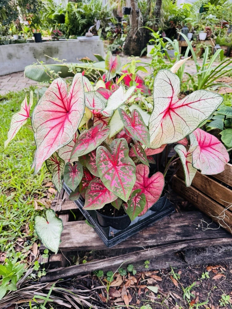 Caladium plant with pink and white variegated leaves in black nursery pots