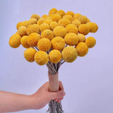 30Pcs Natural Craspedia Dried Flowers Yellow Billy Buttons Balls Bouquet Bund... Dried Flower