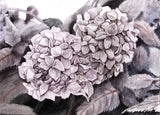 Original Art Watercolor Painting Flowers B&W Heart-shaped Hydrangeas Decor Gift Hydrangea