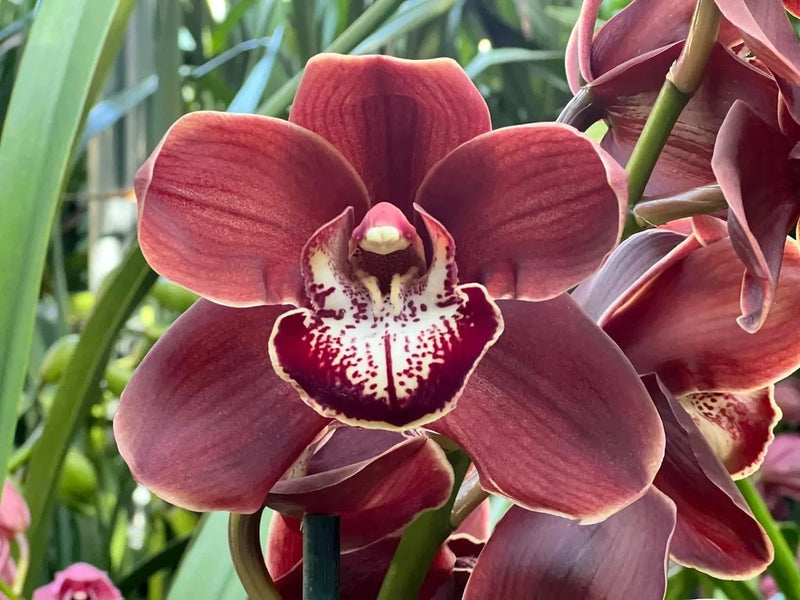 Cymbidium orchid flower with burgundy petals and white speckled center