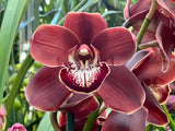Cymbidium Khan Wall 'Brown' ~ 1 Gallon Pot Orchids