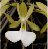 Dendrophylax fawcetti, Cayman Ghost Orchid, White Flowering, Leafless Orchids