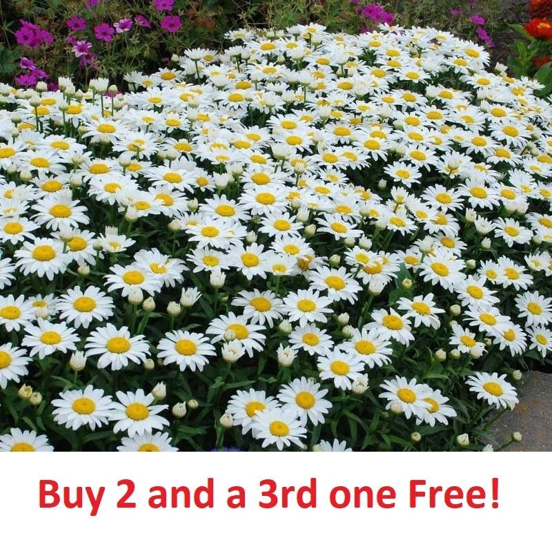500 SHASTA DAISY Chrysanthemum Perennial Heirloom Flower Meadow Non-GMO  seeds Daisies