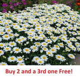 500 SHASTA DAISY Chrysanthemum Perennial Heirloom Flower Meadow Non-GMO  seeds Daisies