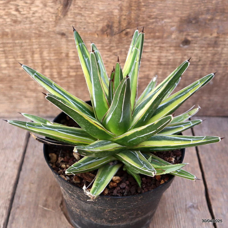 D2055 AGAVE REGINAE VICTORIAE VARIEGATED pot14-H14-W21 cm MaMa Cactus Green Plant
