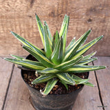 D2055 AGAVE REGINAE VICTORIAE VARIEGATED pot14-H14-W21 cm MaMa Cactus Green Plant