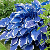 Hosta Seeds Perennial, 200pcs Hosta Plants Bulb Grow Easily Blue White Flower Green Plant