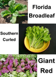 500 GOURMET MUSTARD BLEND SEEDS NON-GMO FRESH FOR GARDENS Garden Plants
