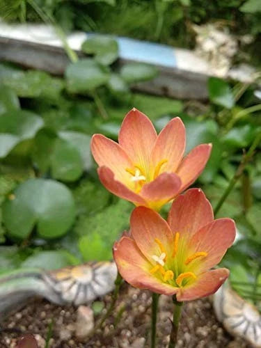Urban Gardens Rain lily Orange( Paul Niemi) , Pack of 15 Bulbs Lily