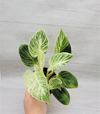 Philodendron Birkin Ð Live Houseplant in 3Ó Pot | Rare Variegated Indoor Plant Green Plant