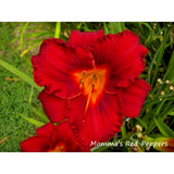 5 MOMMA'S RED PEPPERS DAYLILY SEEDS   -  Hemerocallis 'Momma's Red Peppers' Garden Plants