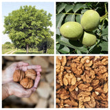 5 ENGLISH WALNUT aka Common, Hardy Carpathian, Persian Nut Fruit Tree Juglans Re Flowering Plants